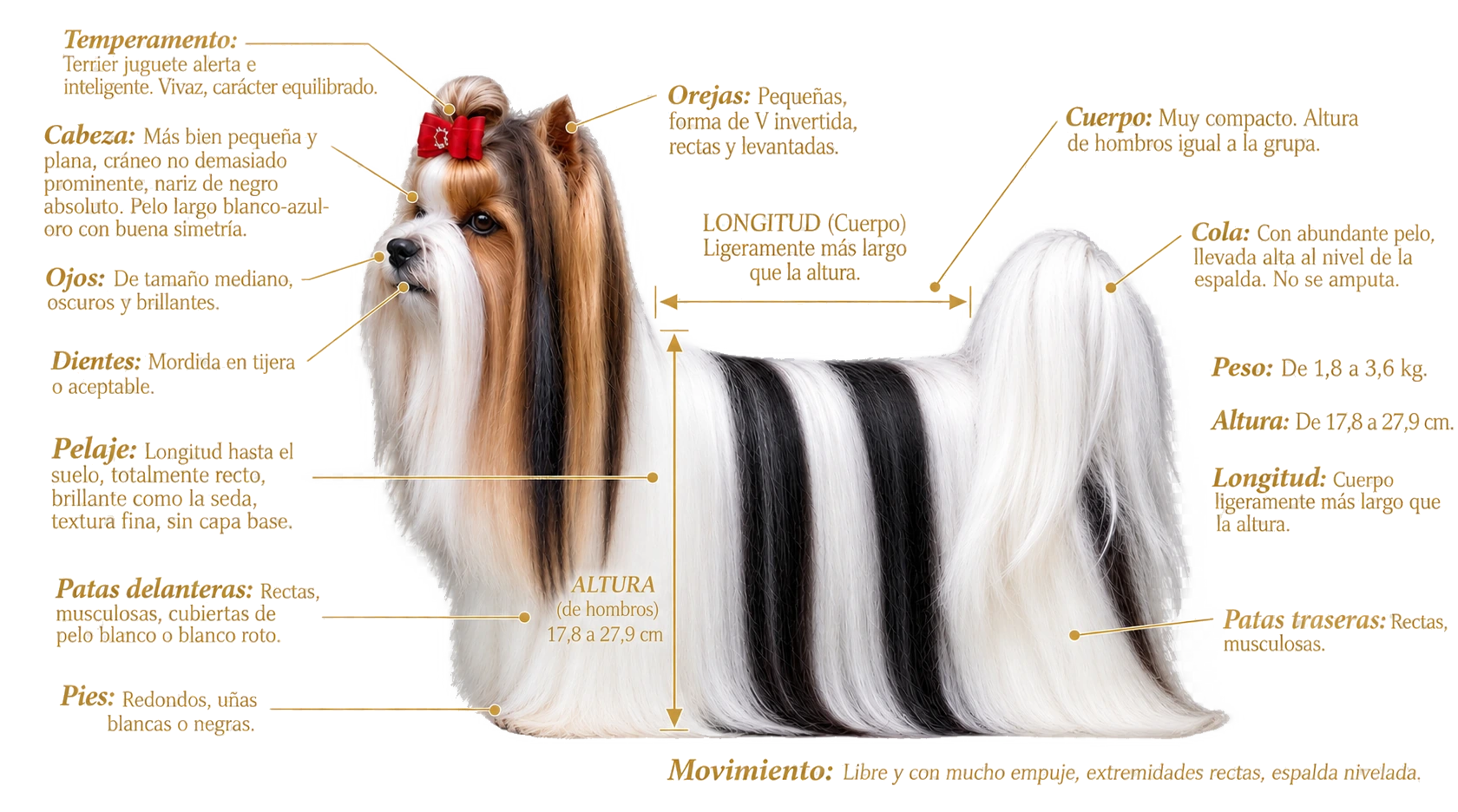 Ficha ilustrada del estándar del Biewer Terrier
