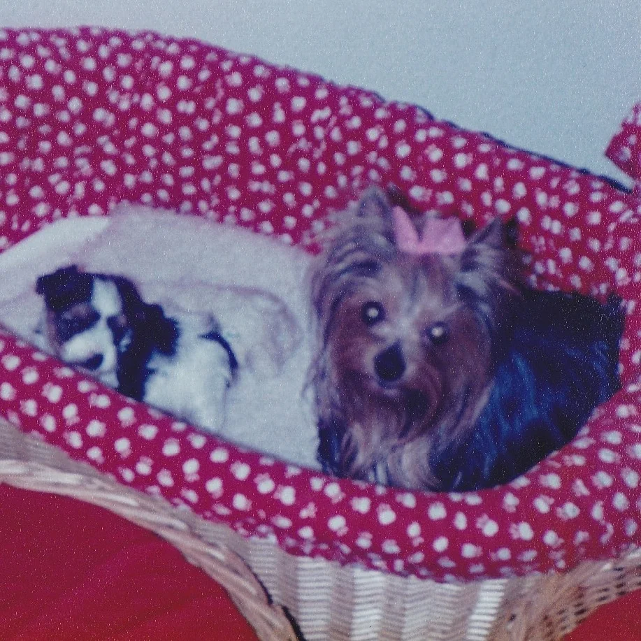 Un cachorro de tipo Biewer junto a un cachorro de Yorkshire Terrier tradicional, mostrando el contraste de color entre ambos.