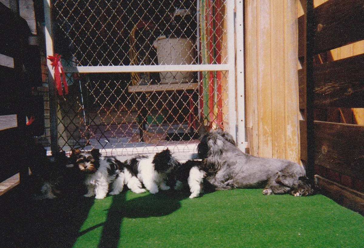 Una camada de cachorros junto a un ejemplar adulto en las instalaciones del criadero.