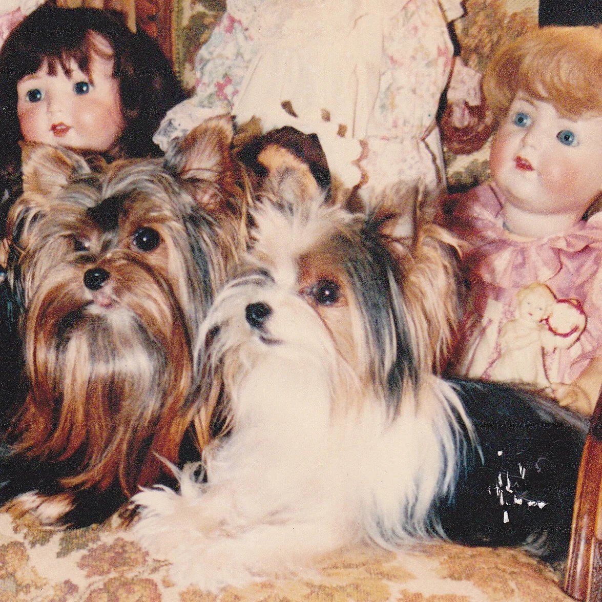 Dos ejemplares posando junto a antiguas muñecas de porcelana, en una imagen de la época.