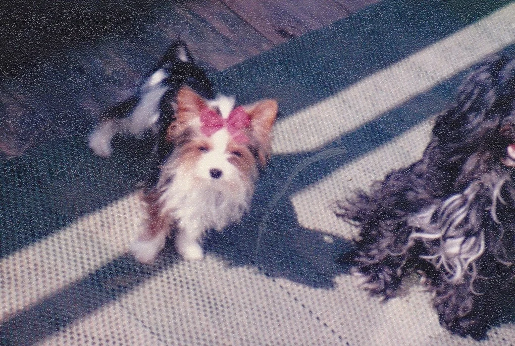 Un cachorro de Biewer en sus primeros meses de vida, todavía con el pelaje corto característico de la edad.