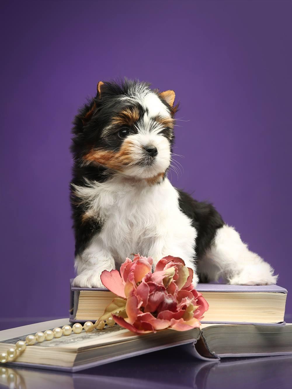 Biewer Terrier