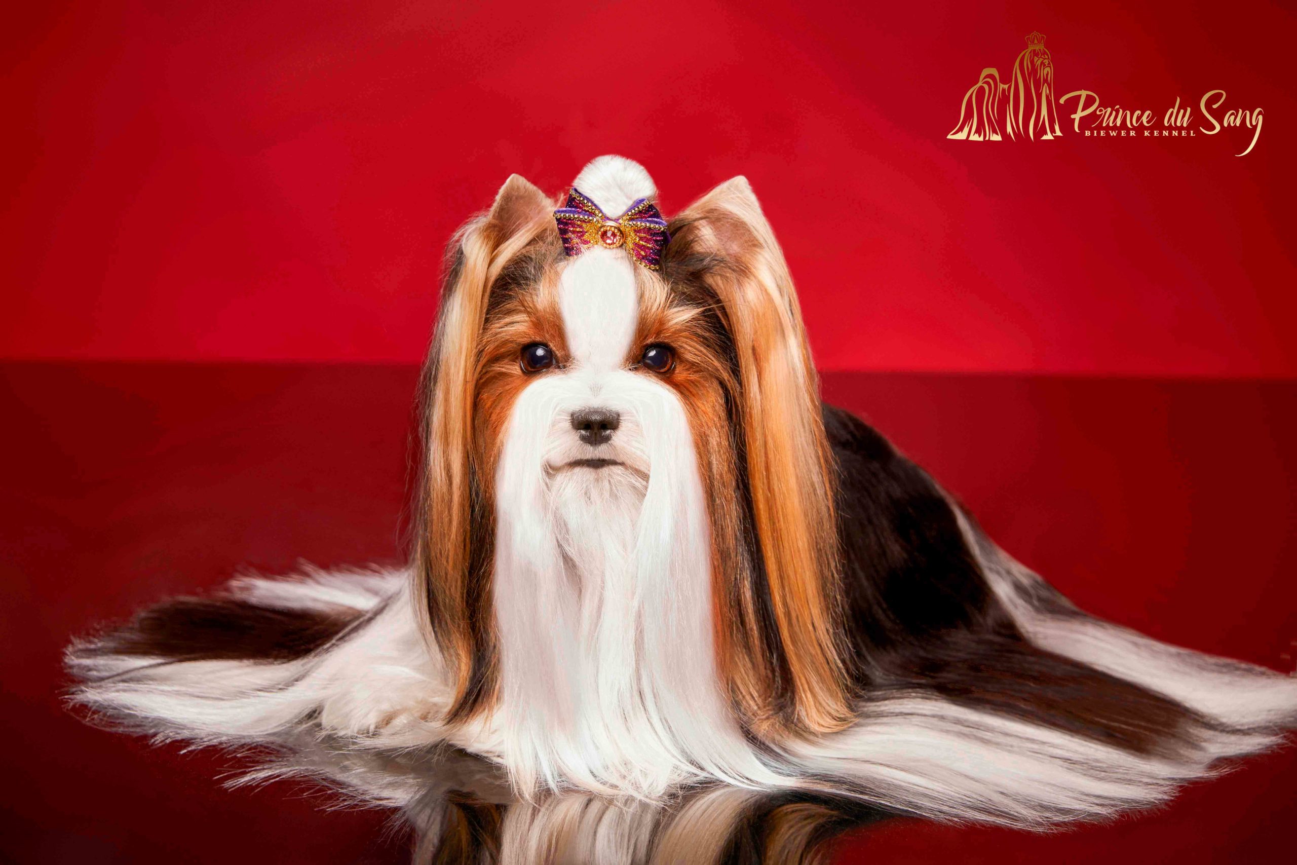 Biewer Terrier