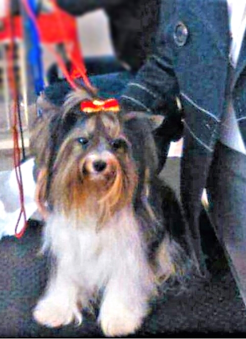 Bera De Arasi