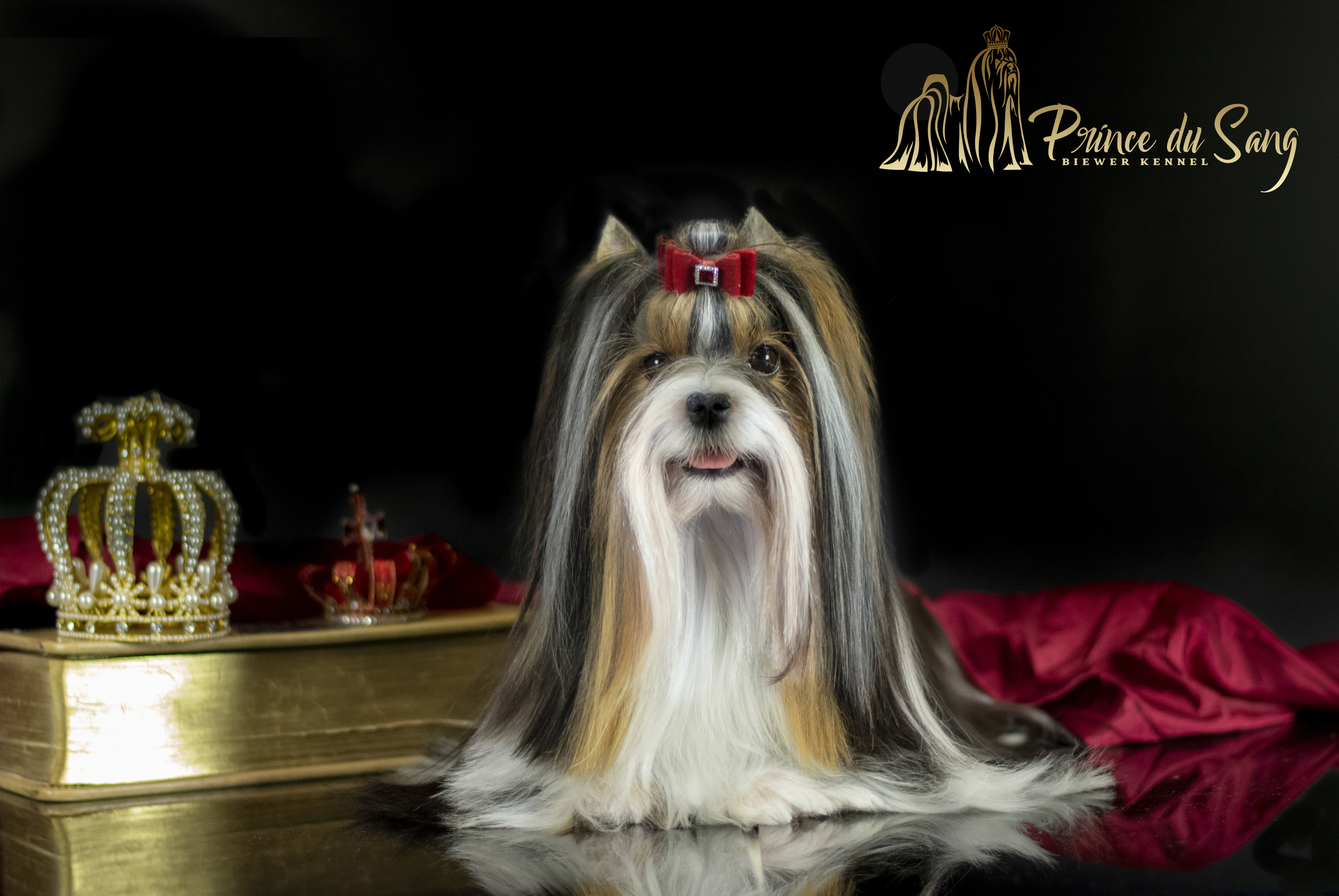 Valentina Mon Amour Prince du Sang